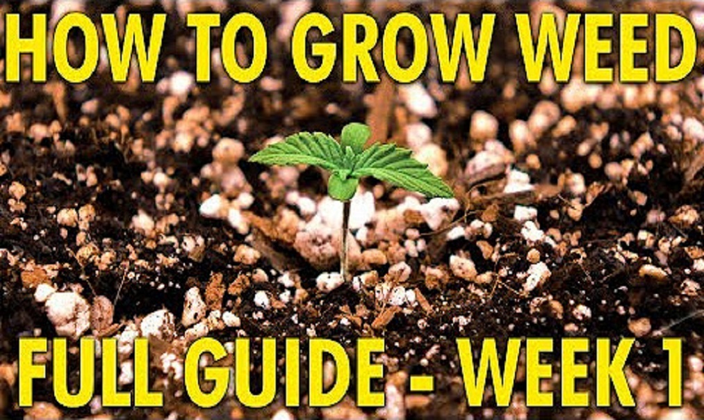 Guía para principiantes de cultivo de marihuana de principio a fin